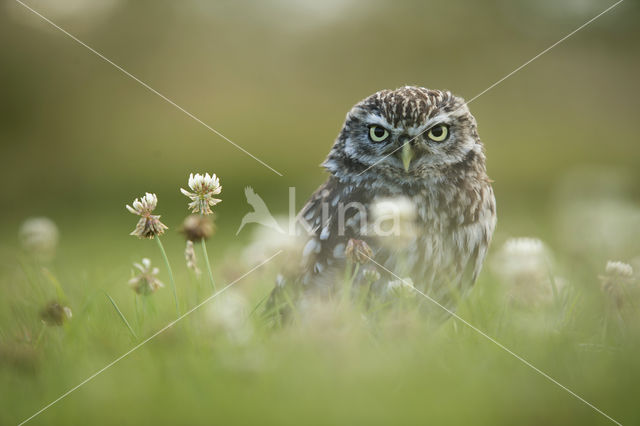 Little Owl (Athene noctua)