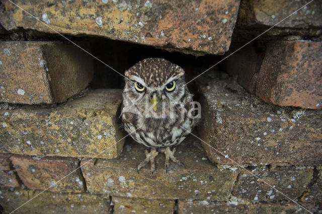 Little Owl (Athene noctua)