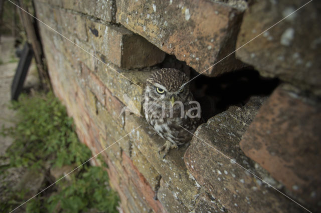 Little Owl (Athene noctua)