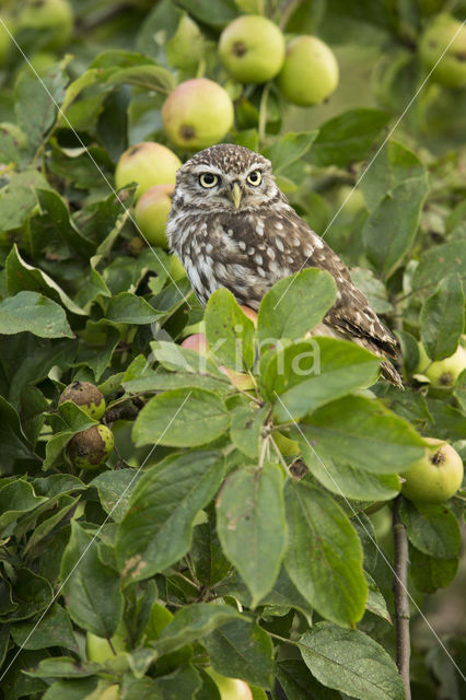 Little Owl (Athene noctua)