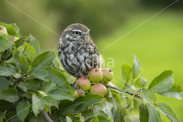 Little Owl (Athene noctua)