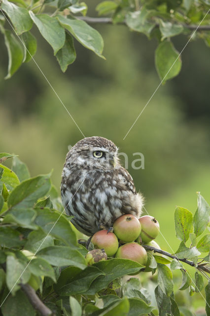 Little Owl (Athene noctua)