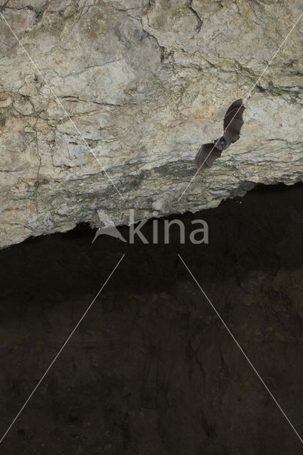 Lesser Horseshoe Bat (Rhinolophus hipposideros)