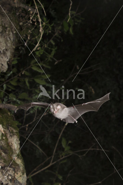 Kleine hoefijzerneus (Rhinolophus hipposideros)