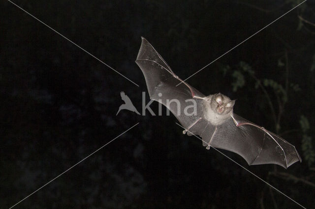 Lesser Horseshoe Bat (Rhinolophus hipposideros)