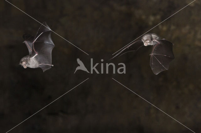 Lesser Horseshoe Bat (Rhinolophus hipposideros)