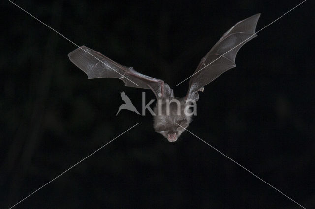 Kleine hoefijzerneus (Rhinolophus hipposideros)