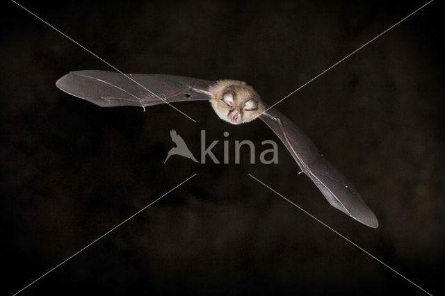 Lesser Horseshoe Bat (Rhinolophus hipposideros)