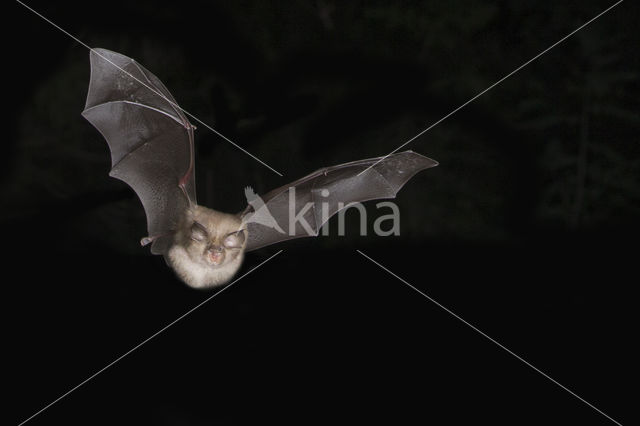 Kleine hoefijzerneus (Rhinolophus hipposideros)