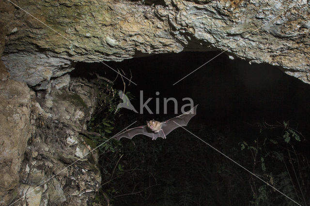 Kleine hoefijzerneus (Rhinolophus hipposideros)