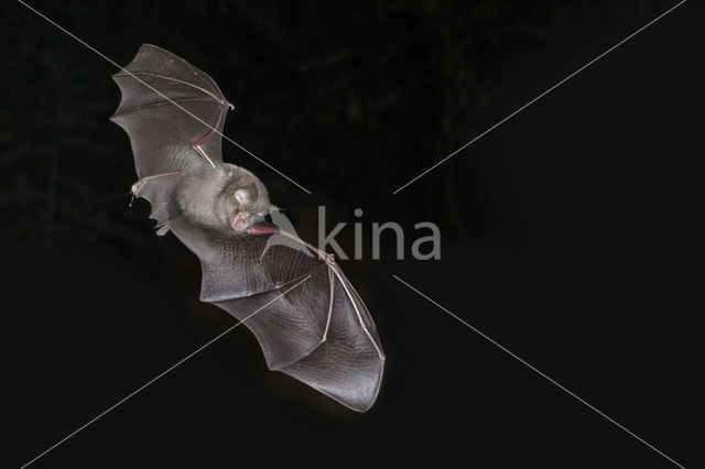 Kleine hoefijzerneus (Rhinolophus hipposideros)