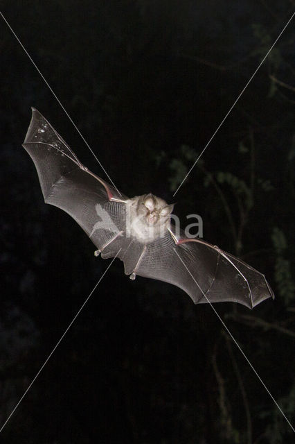 Lesser Horseshoe Bat (Rhinolophus hipposideros)