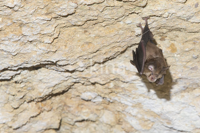 Lesser Horseshoe Bat (Rhinolophus hipposideros)