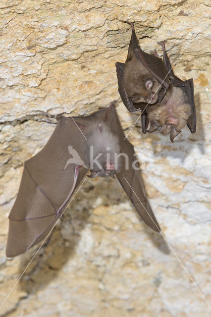 Lesser Horseshoe Bat (Rhinolophus hipposideros)