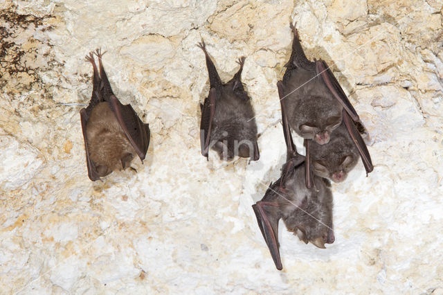 Kleine hoefijzerneus (Rhinolophus hipposideros)