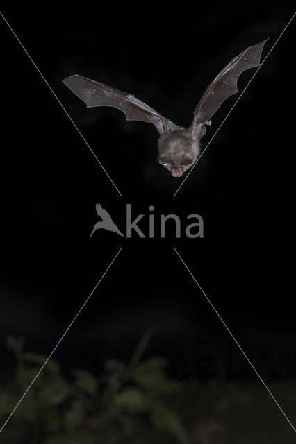 Lesser Horseshoe Bat (Rhinolophus hipposideros)