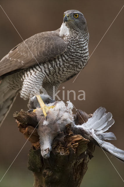 Havik (Accipiter gentilis)