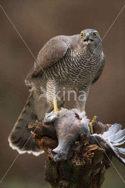 Goshawk (Accipiter gentilis)