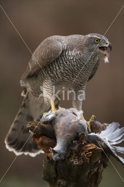 Goshawk (Accipiter gentilis)