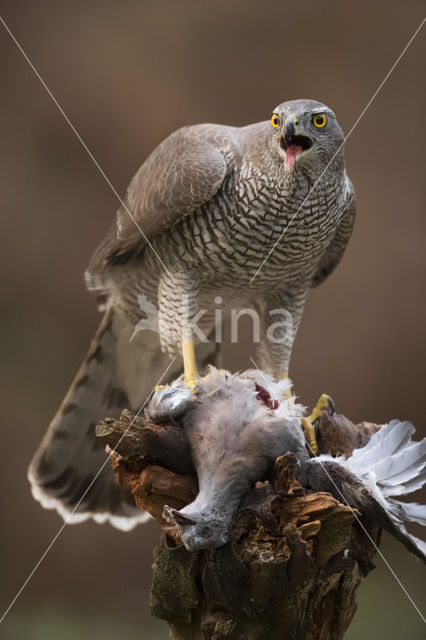 Goshawk (Accipiter gentilis)