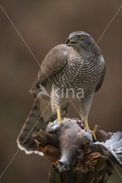 Goshawk (Accipiter gentilis)