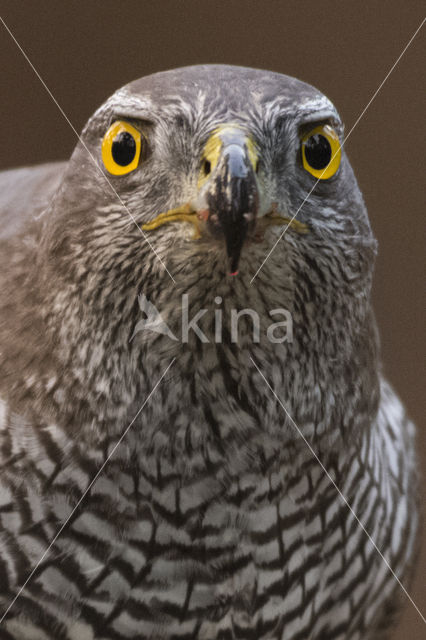 Havik (Accipiter gentilis)