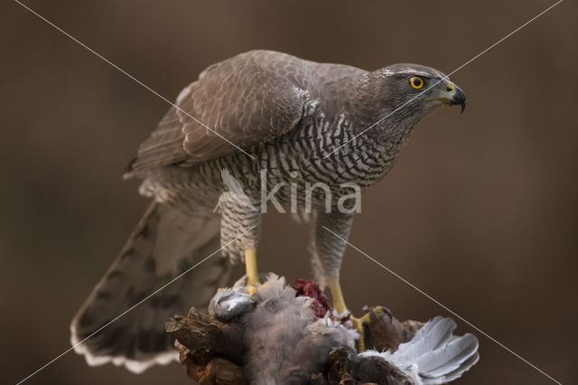 Havik (Accipiter gentilis)