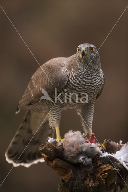 Havik (Accipiter gentilis)