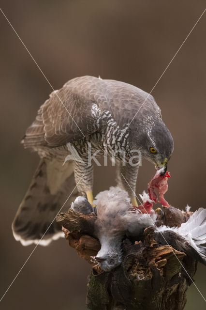 Goshawk (Accipiter gentilis)