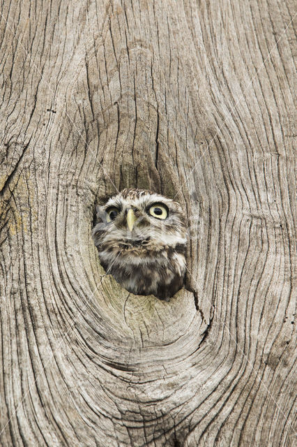 Little Owl (Athene noctua)