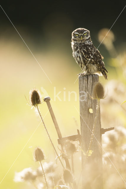 Little Owl (Athene noctua)