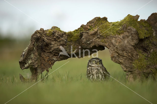 Little Owl (Athene noctua)