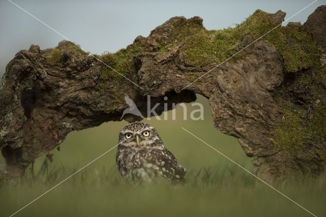 Little Owl (Athene noctua)