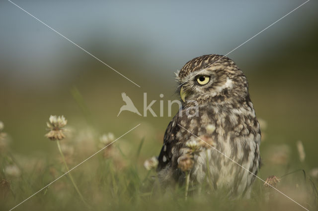 Little Owl (Athene noctua)