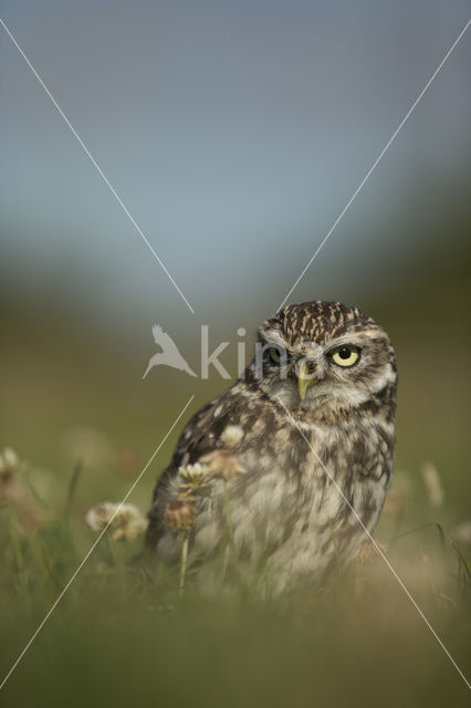 Little Owl (Athene noctua)