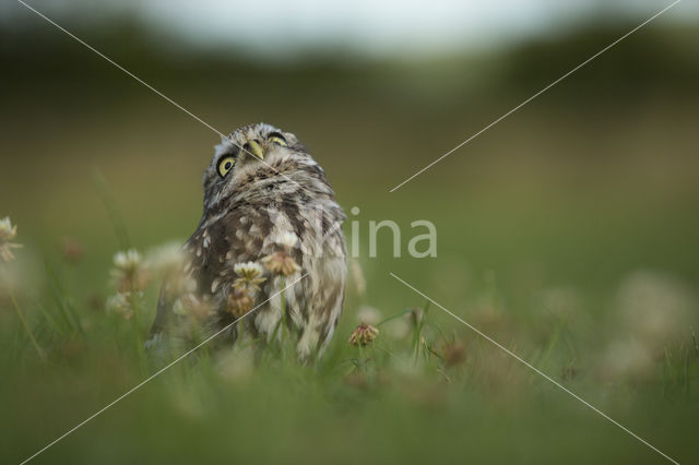 Little Owl (Athene noctua)