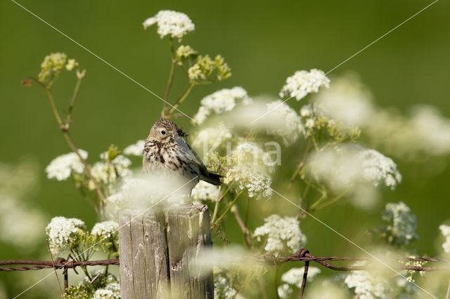 Meadow Pipit (Anthus pratensis)