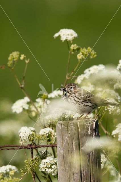 Meadow Pipit (Anthus pratensis)