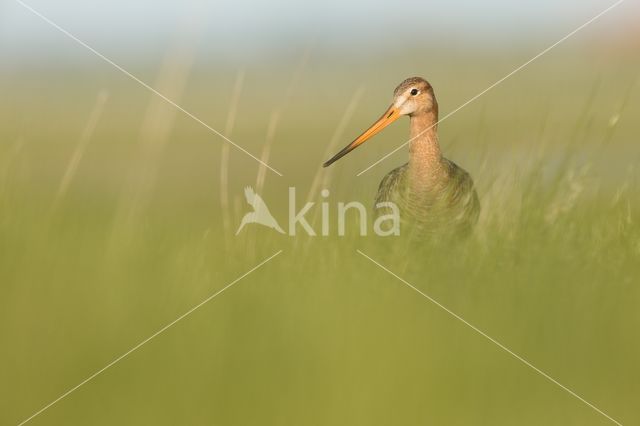 Black-tailed Godwit (Limosa limosa)