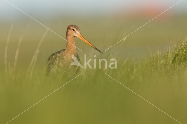 Black-tailed Godwit (Limosa limosa)