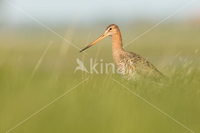 Grutto (Limosa limosa)