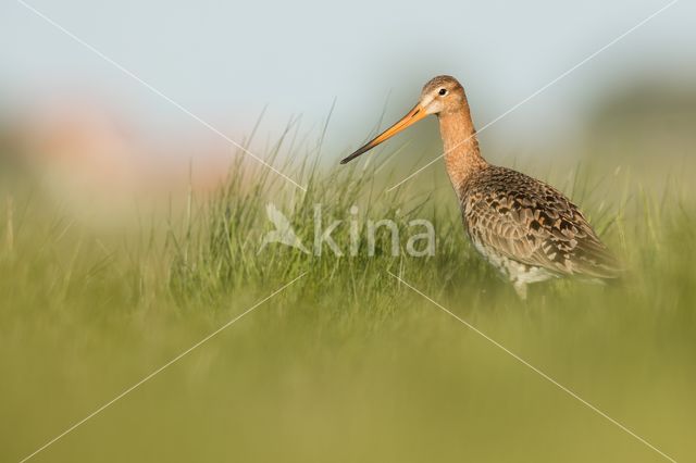 Grutto (Limosa limosa)