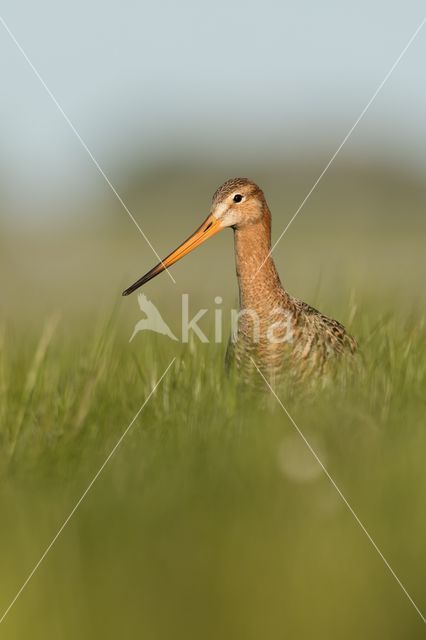 Black-tailed Godwit (Limosa limosa)