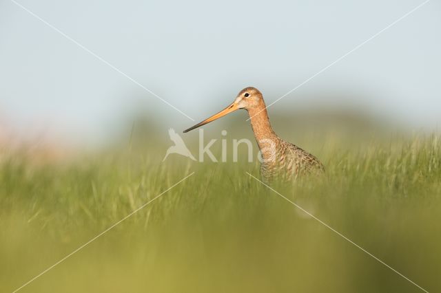 Grutto (Limosa limosa)