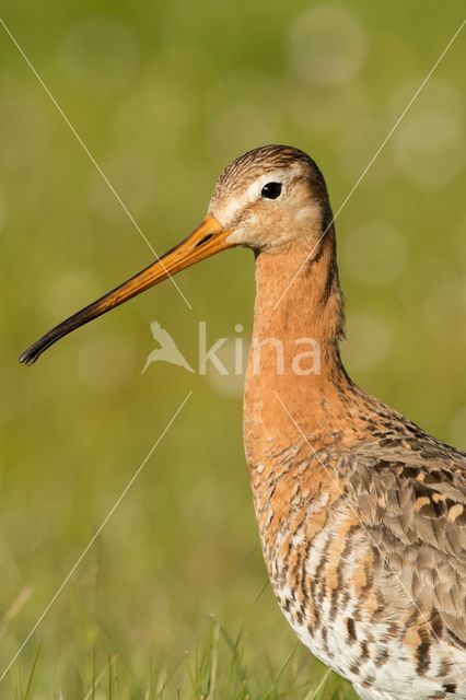 Grutto (Limosa limosa)