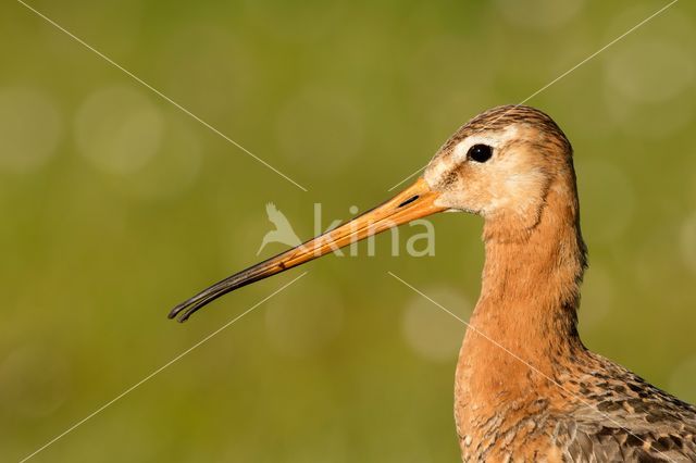 Grutto (Limosa limosa)