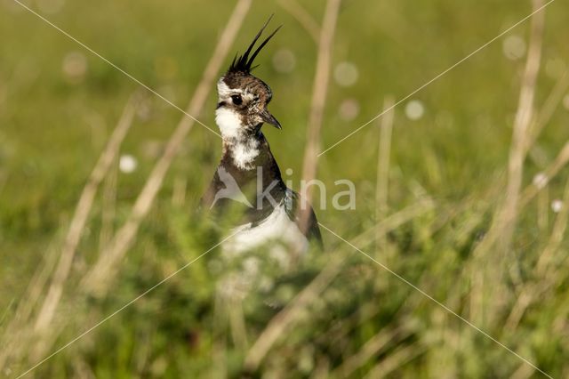 Lapwing (Vanellus vanellus)