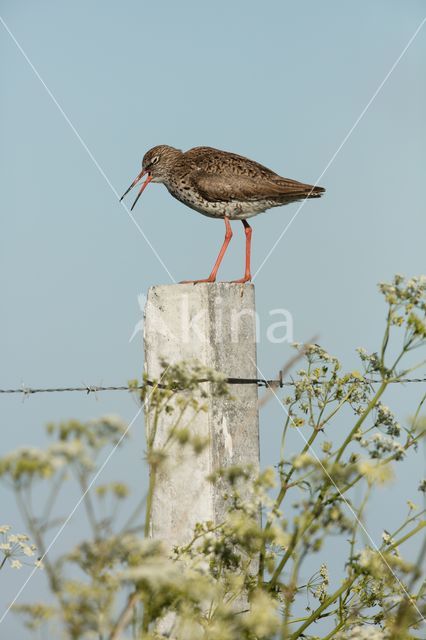 Common Redshank (Tringa totanus)