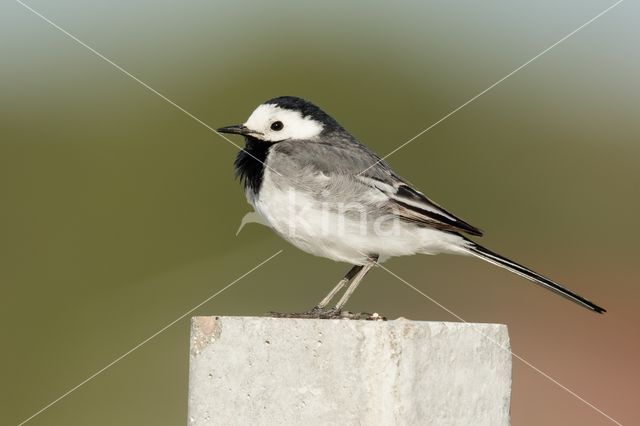 Witte Kwikstaart (Motacilla alba)