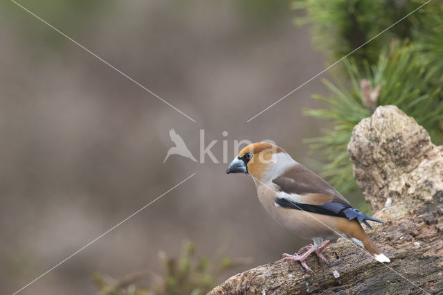 Appelvink (Coccothraustes coccothraustes)